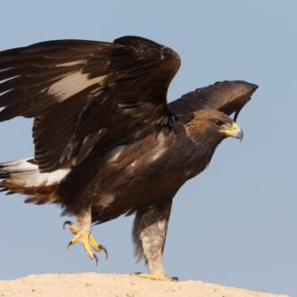 aguila real los arguellos aguila real los arguellos
