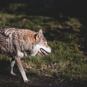 lobo los arguellos lobo los arguellos
