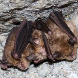 murcielagos los arguellos murcielagos los arguellos