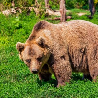 oso pardo oso pardo