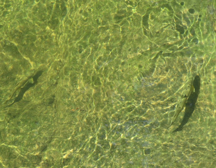 pesca trucha en los arguellos pesca trucha en los arguellos